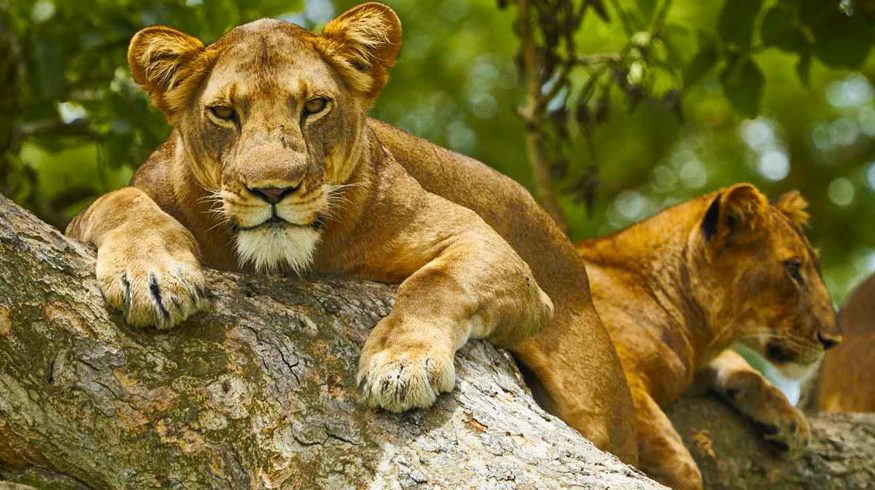 10-days-uganda-wildlife-chimpanzee-gorilla-trekking