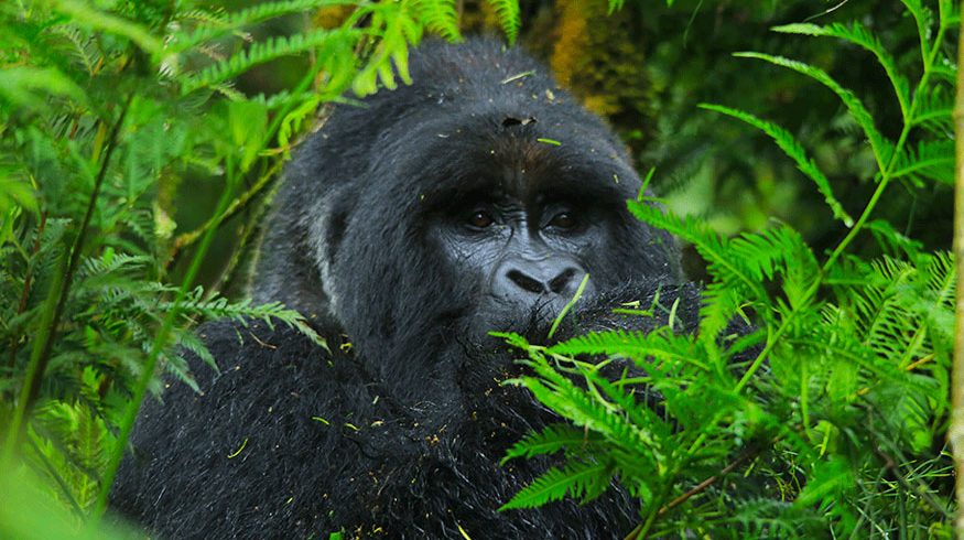 3-days-uganda-gorilla-trekking-lake-bunyonyi