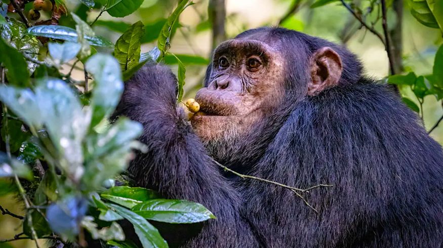 5-days-uganda-gorilla-chimpanzee-wildlife-safari
