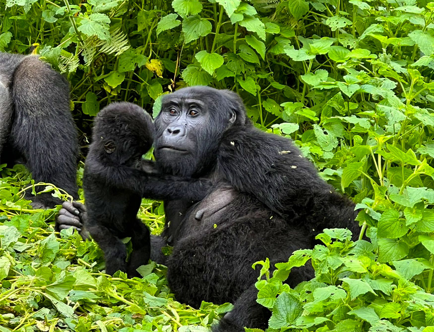 gorilla-trekking-safaris